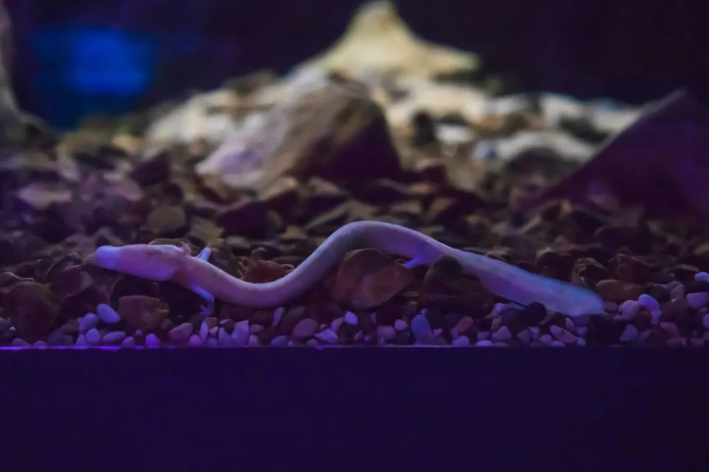 Baby dragon or proteus Easy Resize.comscaled