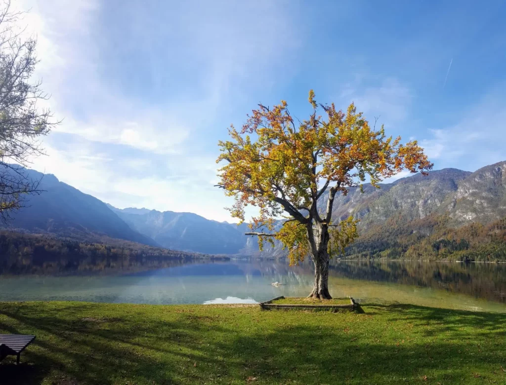 Bohinj Lake shores Easy Resize.com scaled 1