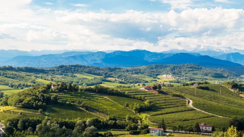 Vineyards of Goriska Brda