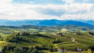 Vineyards of Goriska Brda