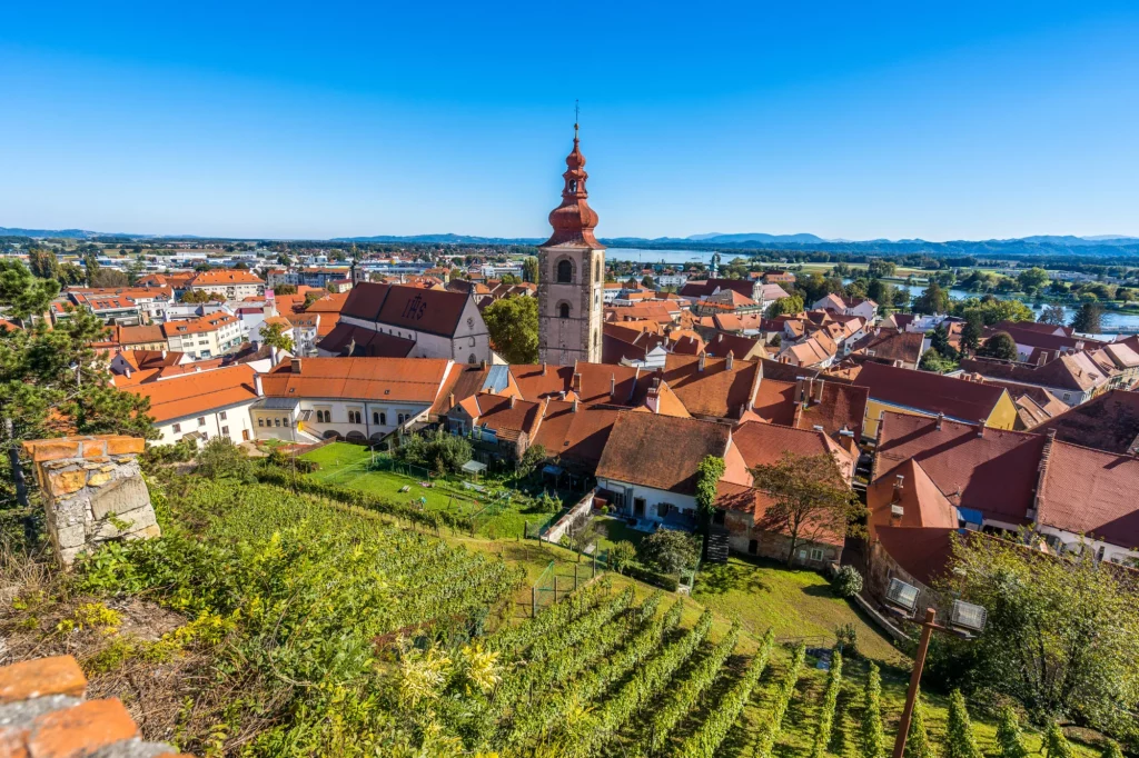 A view of the vineyards and the center of Ptuj