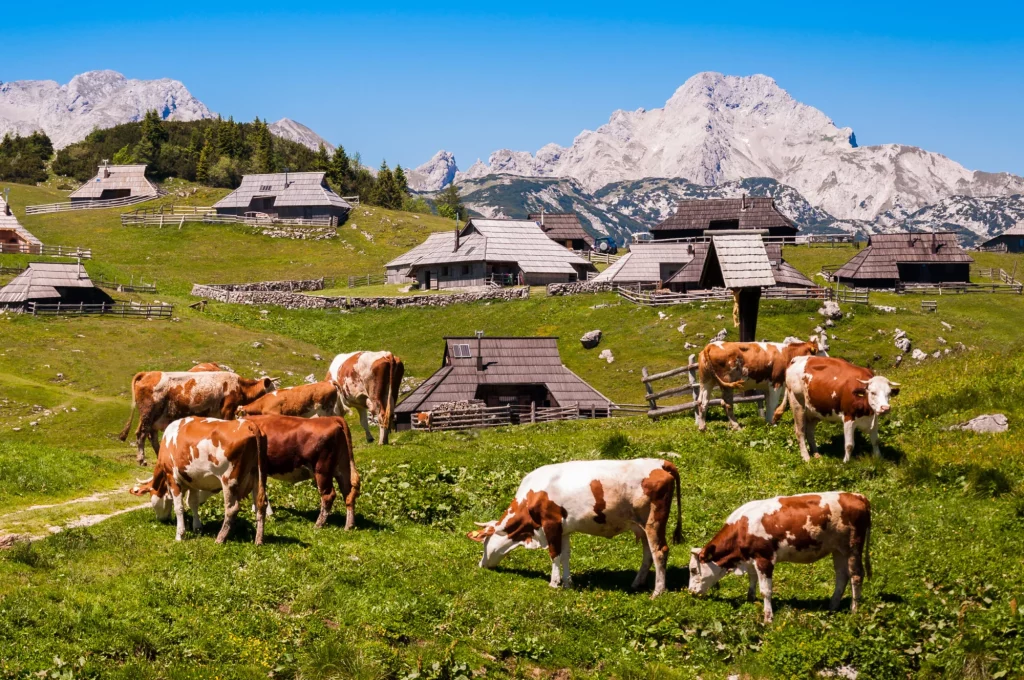 View of Velika Planina and the cows
