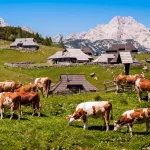 View of Velika Planina and the cows