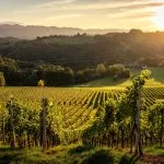 Viñedos de Eslovenia